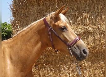 Andalusier Mix, Stute, 4 Jahre, 158 cm, Palomino