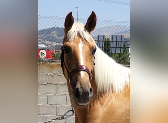Andalusier Mix, Stute, 4 Jahre, 158 cm, Palomino
