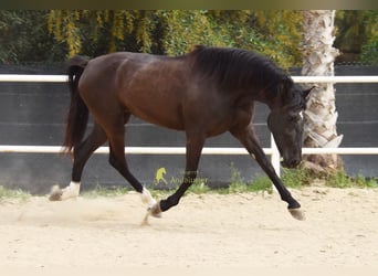 Andalusier, Stute, 4 Jahre, 158 cm, Rappe