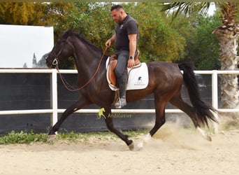 Andalusier, Stute, 4 Jahre, 158 cm, Rappe