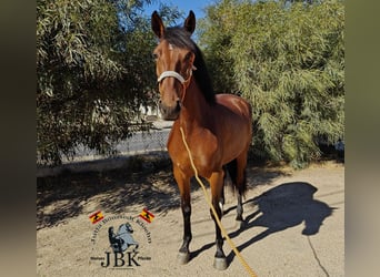 Andalusier, Stute, 4 Jahre, 159 cm, Brauner