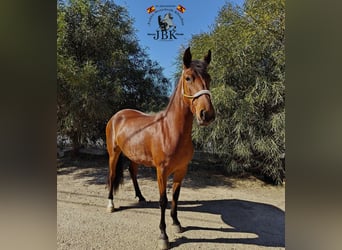 Andalusier, Stute, 4 Jahre, 159 cm, Brauner