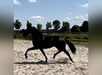 Andalusier, Stute, 4 Jahre, 159 cm, Rappe