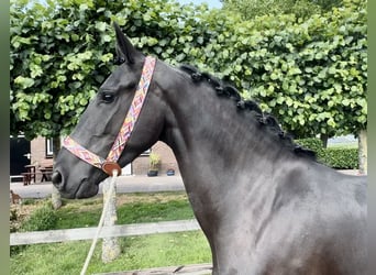 Andalusier, Stute, 4 Jahre, 159 cm, Rappe