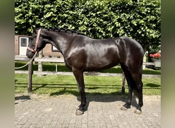 Andalusier, Stute, 4 Jahre, 159 cm, Rappe