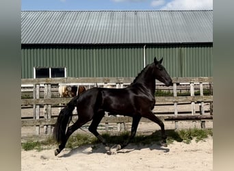 Andalusier, Stute, 4 Jahre, 159 cm, Rappe