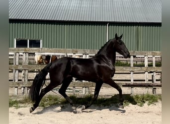 Andalusier, Stute, 4 Jahre, 159 cm, Rappe