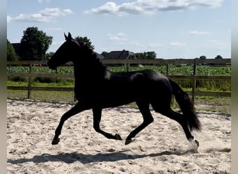Andalusier, Stute, 4 Jahre, 159 cm, Rappe
