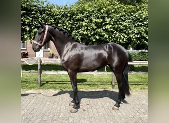 Andalusier, Stute, 4 Jahre, 159 cm, Rappe