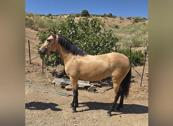 Andalusier, Stute, 4 Jahre, 160 cm, Buckskin