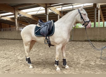 Andalusier, Stute, 4 Jahre, 160 cm