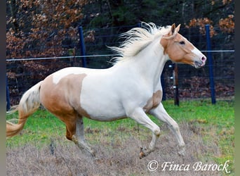 Andalusier Mix, Stute, 4 Jahre, 161 cm, Schecke