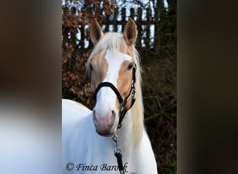 Andalusier Mix, Stute, 4 Jahre, 161 cm, Schecke