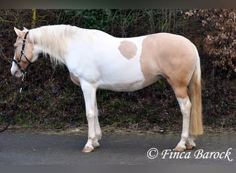 Andalusier Mix, Stute, 4 Jahre, 161 cm, Schecke
