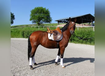 Andalusier, Stute, 4 Jahre, 163 cm, Brauner