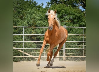 Andalusier, Stute, 4 Jahre, 163 cm, Palomino
