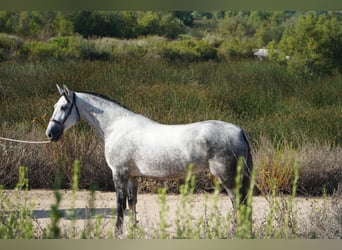 Andalusier, Stute, 4 Jahre, 163 cm, Schimmel