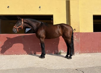 Andalusier, Stute, 4 Jahre, 164 cm, Brauner