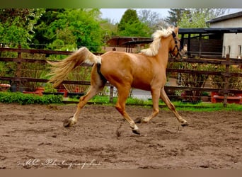 Andalusier, Stute, 4 Jahre, 164 cm