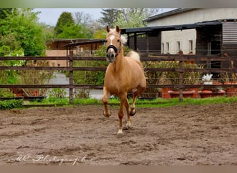 Andalusier, Stute, 4 Jahre, 164 cm