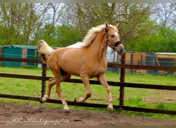 Andalusier, Stute, 4 Jahre, 164 cm