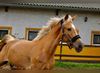 Andalusier, Stute, 4 Jahre, 164 cm