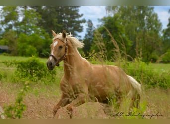 Andalusier, Stute, 4 Jahre, 164 cm, Palomino