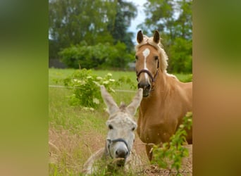 Andalusier, Stute, 4 Jahre, 164 cm, Palomino