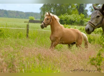 Andalusier, Stute, 4 Jahre, 164 cm, Palomino