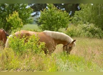 Andalusier, Stute, 4 Jahre, 164 cm, Palomino
