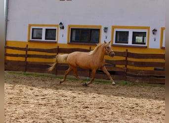 Andalusier, Stute, 4 Jahre, 164 cm, Palomino