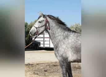 Andalusier, Stute, 4 Jahre, 164 cm, Schimmel