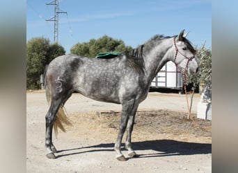 Andalusier, Stute, 4 Jahre, 164 cm, Schimmel