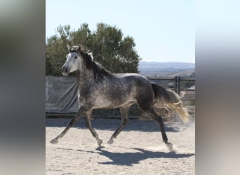 Andalusier, Stute, 4 Jahre, 164 cm, Schimmel