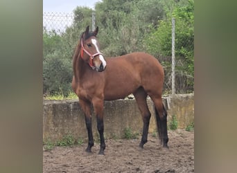 Andalusier, Stute, 4 Jahre, 165 cm, Brauner