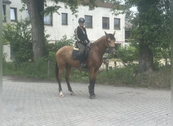 Andalusier, Stute, 4 Jahre, 165 cm, Falbe