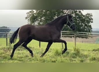 Andalusier, Stute, 4 Jahre, 167 cm, Rappe