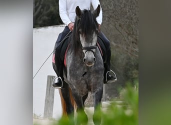 Andalusier, Stute, 4 Jahre, 170 cm, Schimmel
