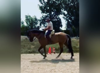 Andalusier Mix, Stute, 4 Jahre, 173 cm, Falbe