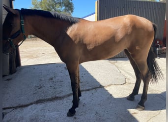 Andalusier Mix, Stute, 4 Jahre, 173 cm, Falbe