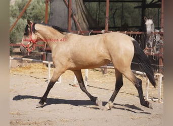 Andalusier, Stute, 4 Jahre, Falbe