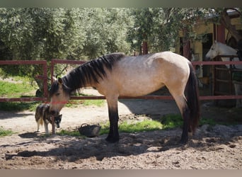 Andalusier, Stute, 4 Jahre, Falbe