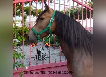 Andalusier, Stute, 5 Jahre, 149 cm, Falbe