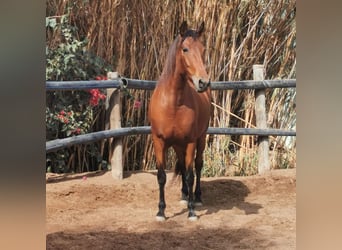 Andalusier, Stute, 5 Jahre, 150 cm, Brauner Andalusier, Stute, 5 Jahre, 150 cm, Brauner