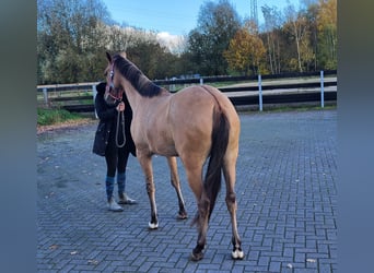 Andalusier, Stute, 5 Jahre, 152 cm, Falbe
