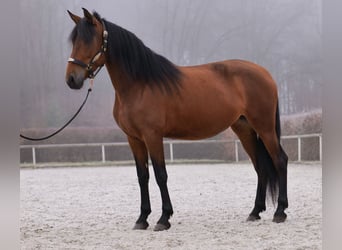 Andalusier, Stute, 5 Jahre, 153 cm, Brauner