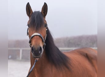 Andalusier, Stute, 5 Jahre, 153 cm, Brauner