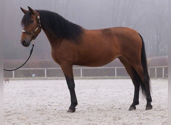 Andalusier, Stute, 5 Jahre, 153 cm, Brauner