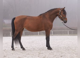 Andalusier, Stute, 5 Jahre, 153 cm, Brauner