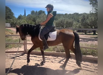 Andalusier Mix, Stute, 5 Jahre, 155 cm, Brauner